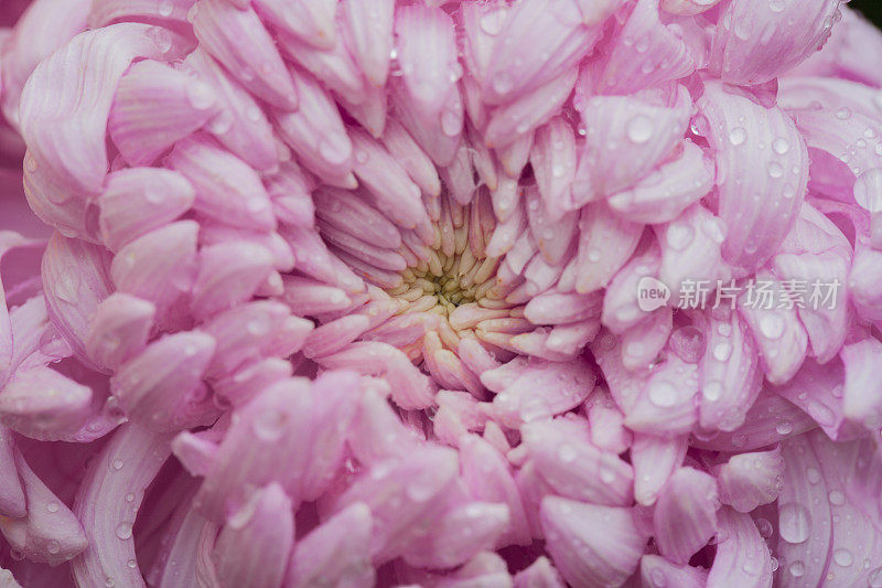 一个粉红色的菊花/菊花的特写